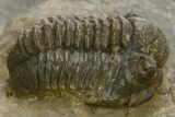 Detailed Proetid (Gerastos) Trilobite Fossil - Morocco #325834-2